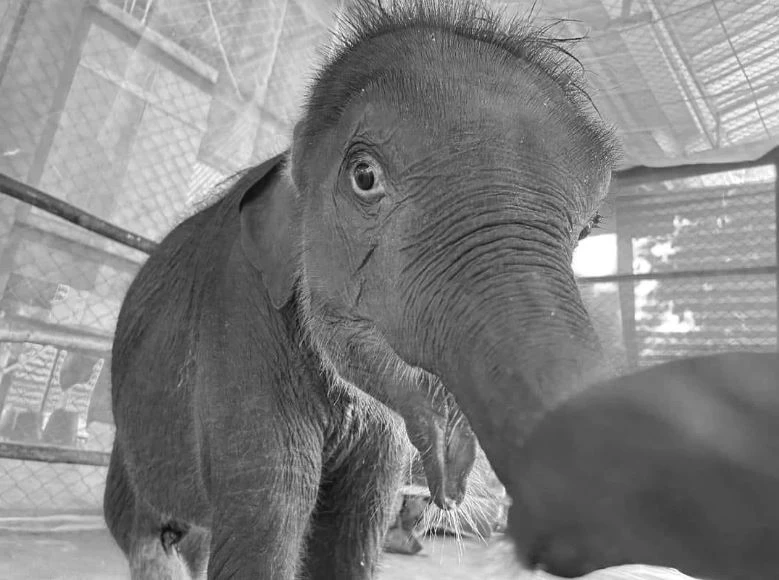 &quot;น้องตุลา&quot; ช้างป่าพลัดหลง