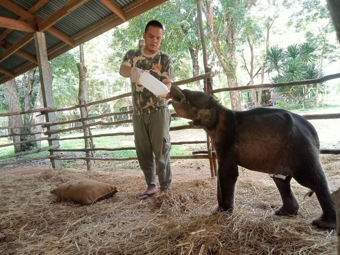 "น้องกันยา" เตรียมเดินทางไกล 800 กิโลเมตร ไปหาครอบครัวใหม่ 9 พ.ย. นี้