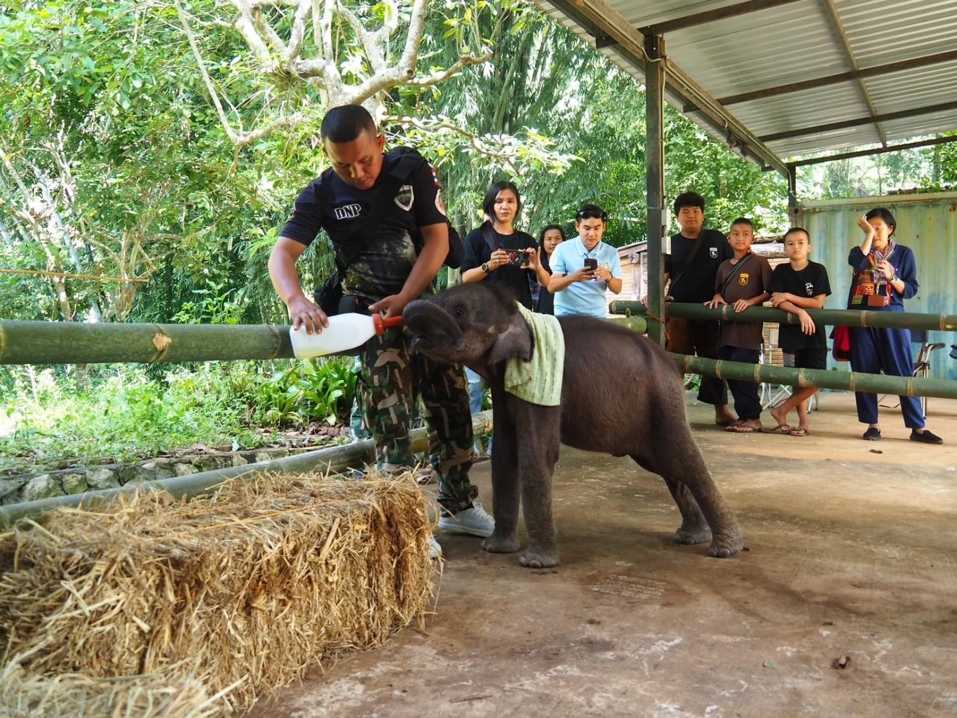 &quot;น้องกันยา&quot; ลูกช้างป่าพลัดหลง