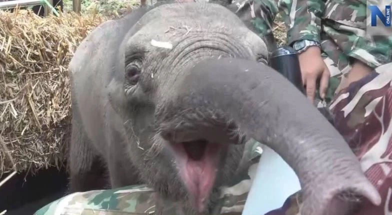 สรุปเส้นทาง "น้องกันยา" ลูกช้างหลงโขลง สู่ครอบครัวใหม่ กับสถานการณ์ช้างป่าในไทย