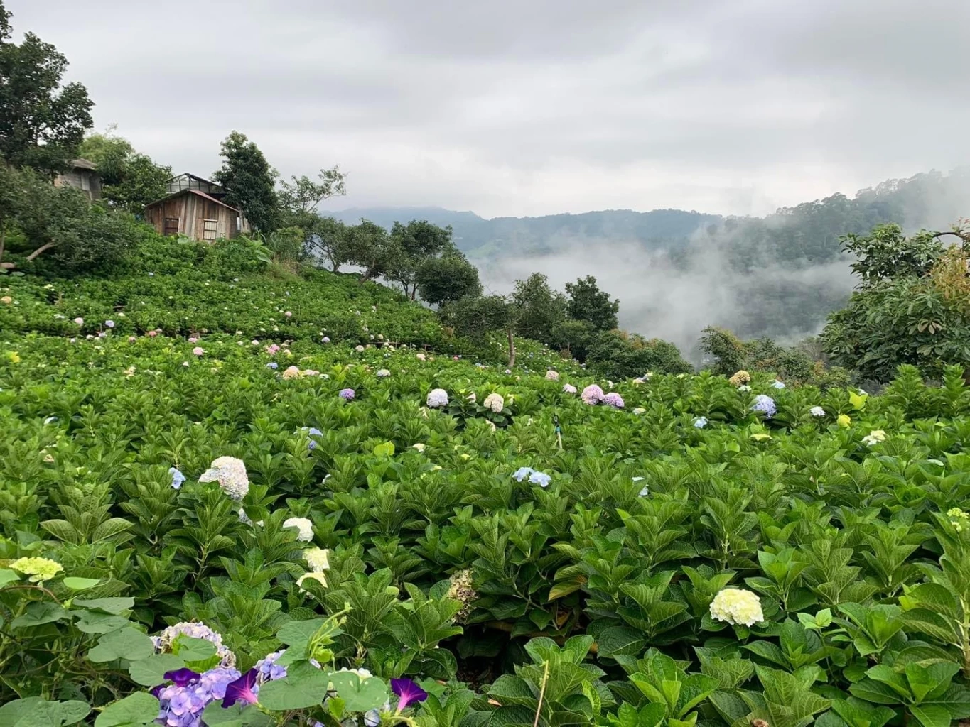 นทท.แห่สัมผัสอากาศหนาวเย็น ชมทุ่งดอกไม้เมืองหนาว ฟาร์มแกะ บนดอยม่อนแจ่ม