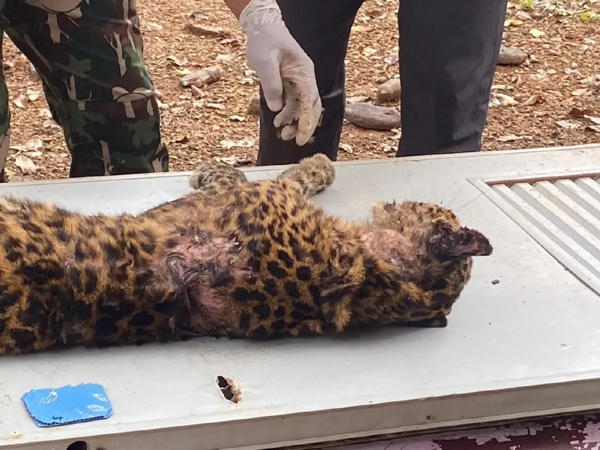 เศร้า "เสือดาวแก่งกระจานบาดเจ็บ" เสียชีวิตแล้ว พบบาดแผลทั่วตัว 42 จุด