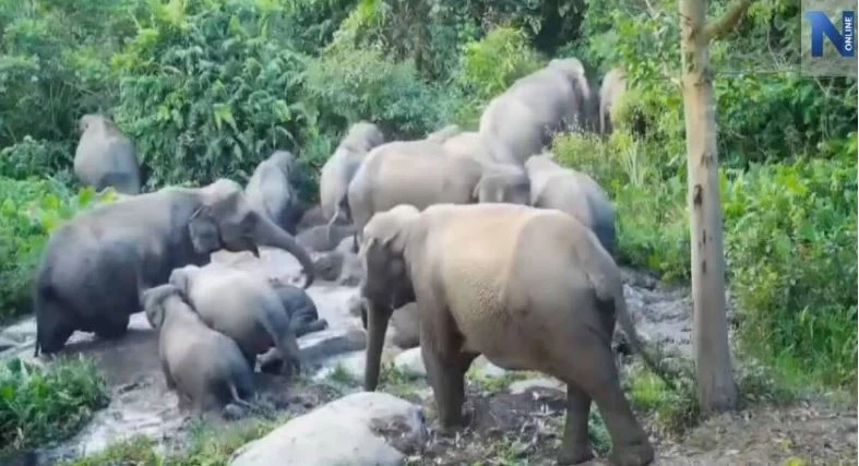 สรุปเส้นทาง "น้องกันยา" ลูกช้างหลงโขลง สู่ครอบครัวใหม่ กับสถานการณ์ช้างป่าในไทย