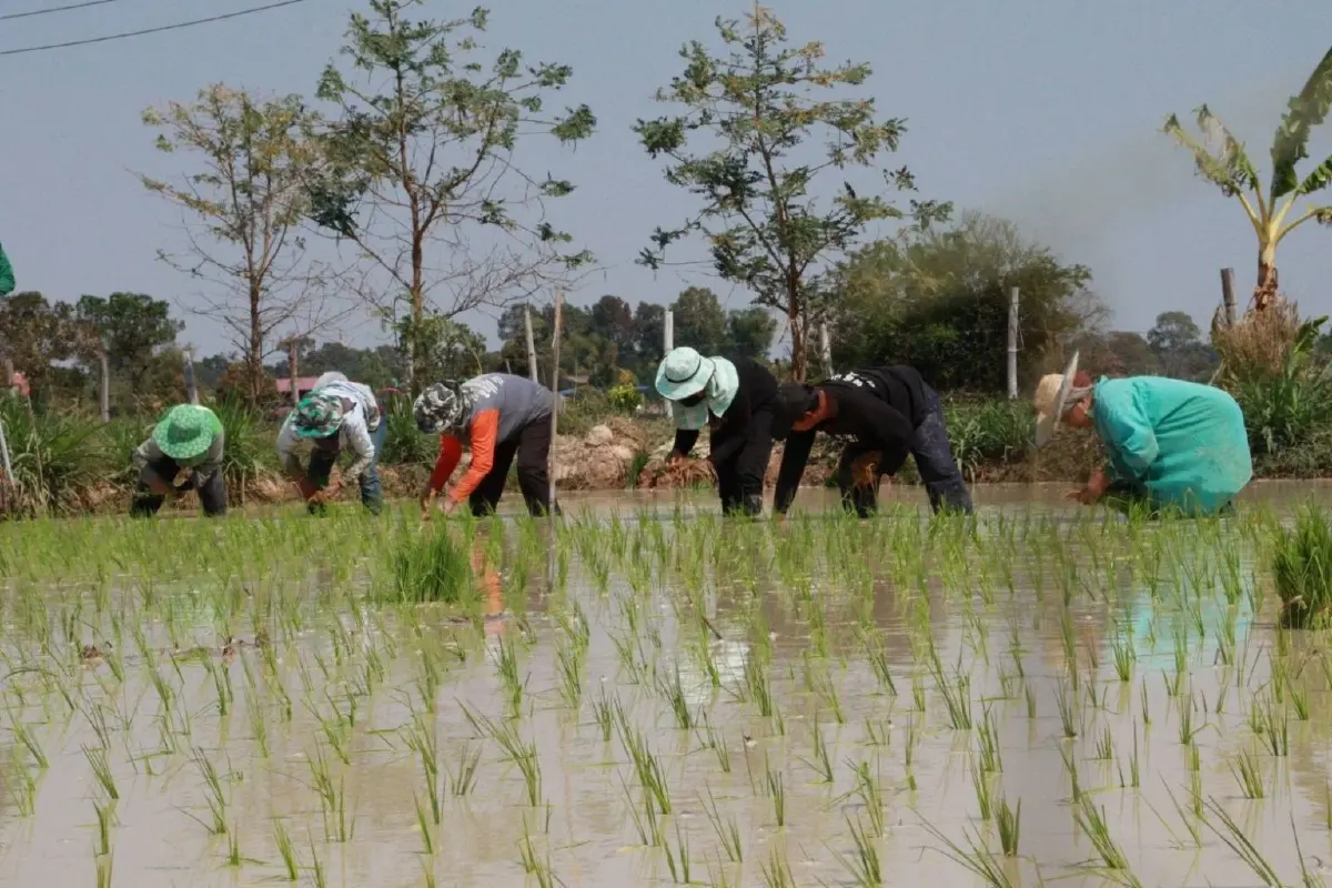 "กรมการข้าว" เดินหน้าเร่งชวนเกษตรกร ร่วม "โครงการเปลี่ยนเมล็ดพันธุ์ข้าว"