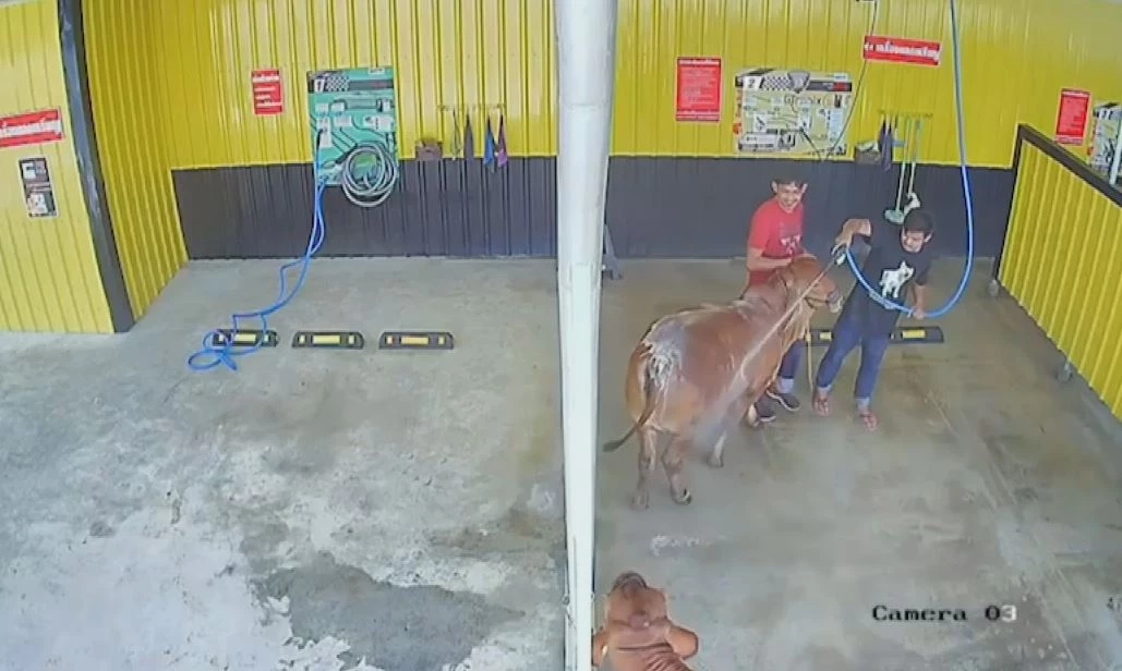 เปิดใจเจ้าของคาร์แคร์ หลังลูกค้าพาน้องวัวมาอาบน้ำ สร้างรอยยิ้มในโซเชียล