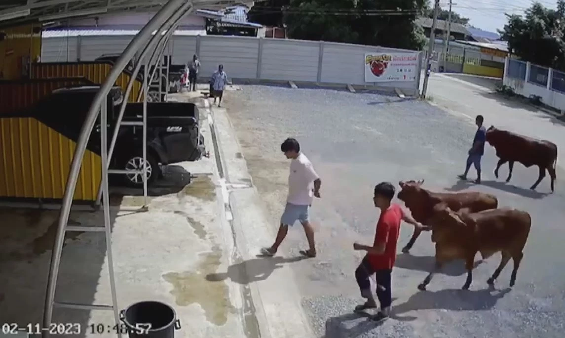 เปิดใจเจ้าของคาร์แคร์ หลังลูกค้าพาน้องวัวมาอาบน้ำ สร้างรอยยิ้มในโซเชียล