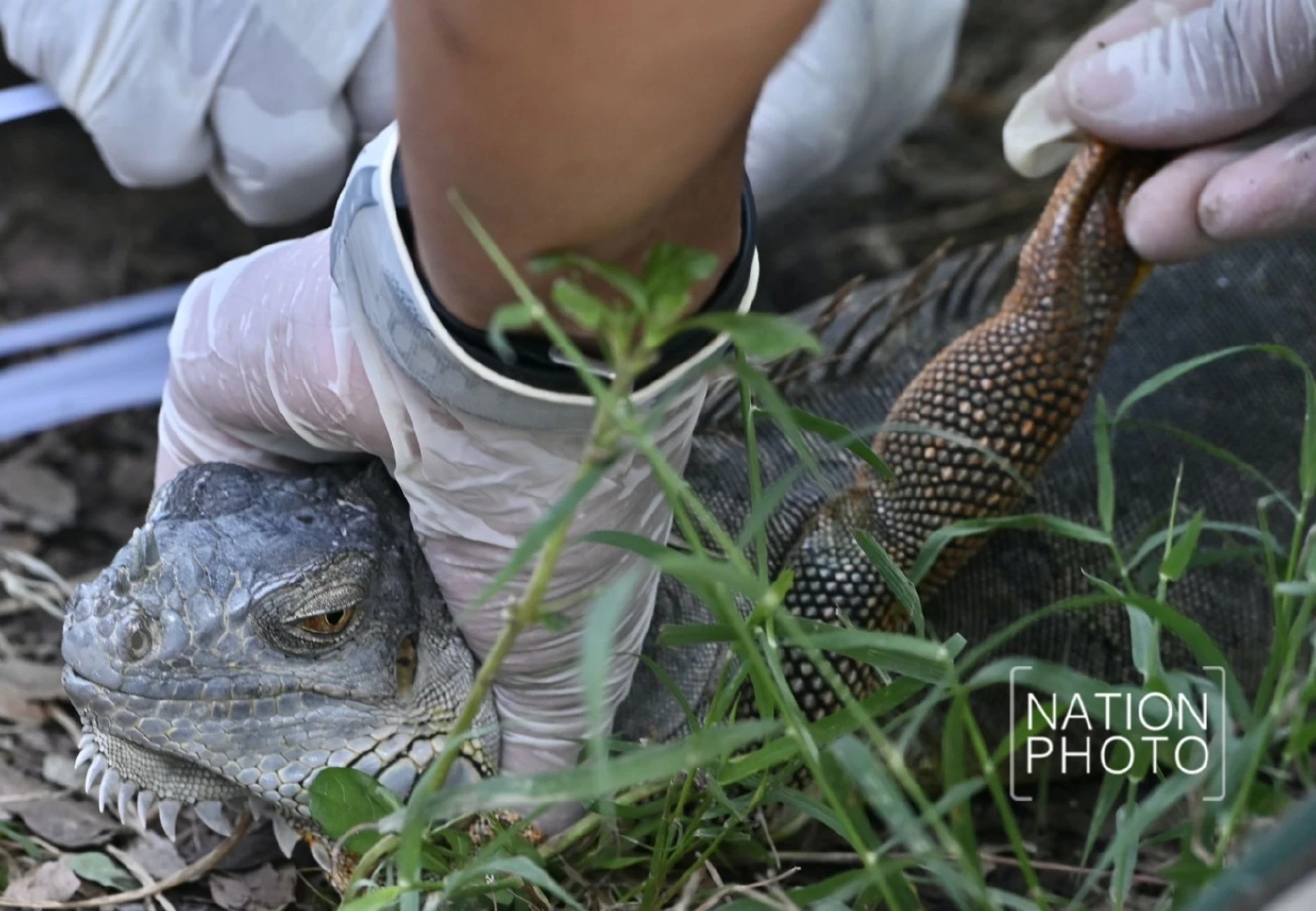 เอาจริง! ประกาศห้ามนำเข้า &quot;อีกัวน่า&quot; ทุกชนิด หลังพบแพร่พันธุ์หนัก