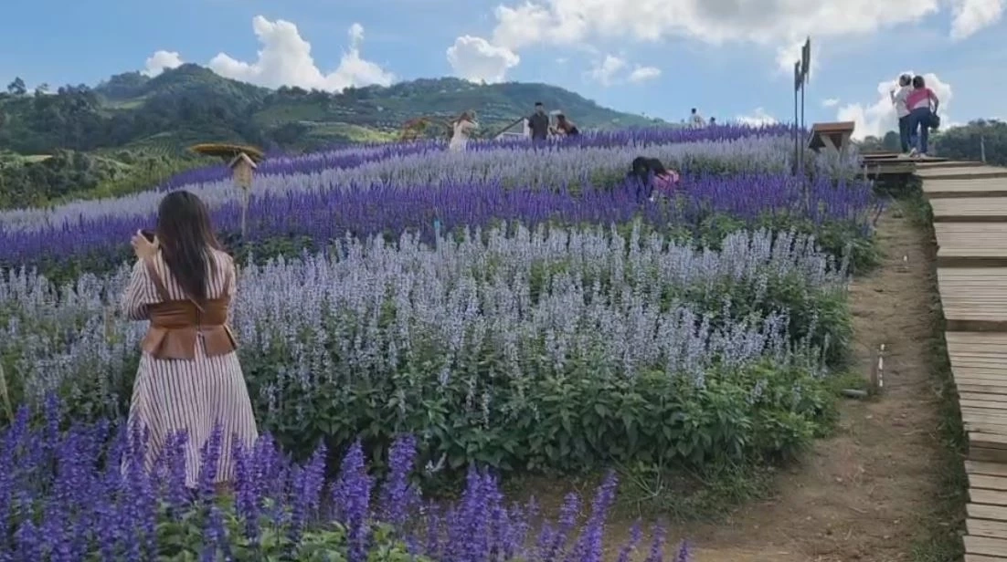 นทท.แห่สัมผัสอากาศหนาวเย็น ชมทุ่งดอกไม้เมืองหนาว ฟาร์มแกะ บนดอยม่อนแจ่ม