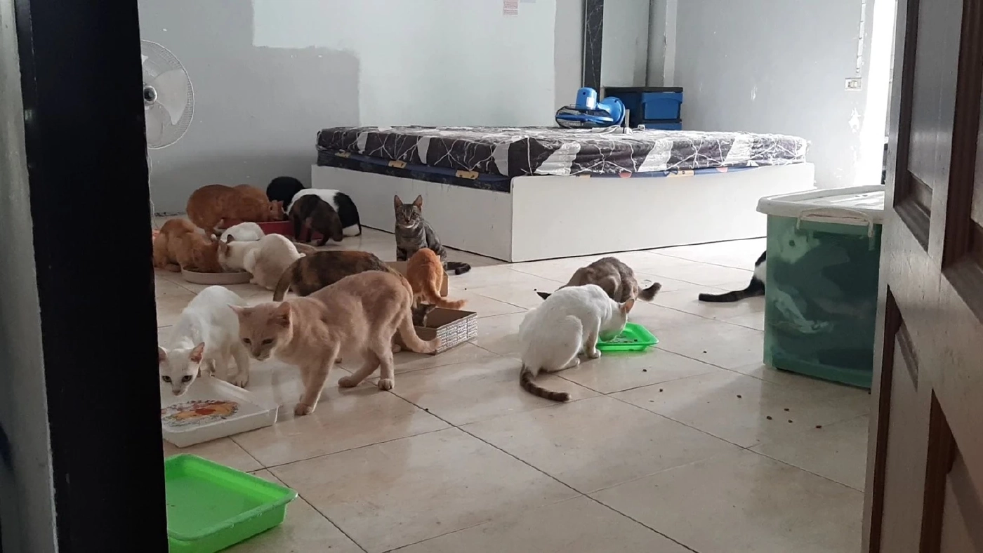 ผงะ! เจอแมว 30 ตัว สภาพหิวโซ ถูกทิ้งในห้องพักคอนโด ติดต่อเจ้าของไม่ได้