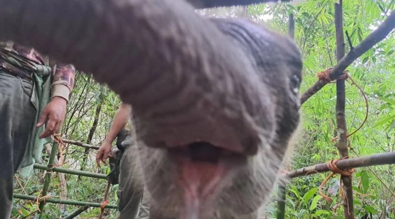 สรุปเส้นทาง "น้องกันยา" ลูกช้างหลงโขลง สู่ครอบครัวใหม่ กับสถานการณ์ช้างป่าในไทย