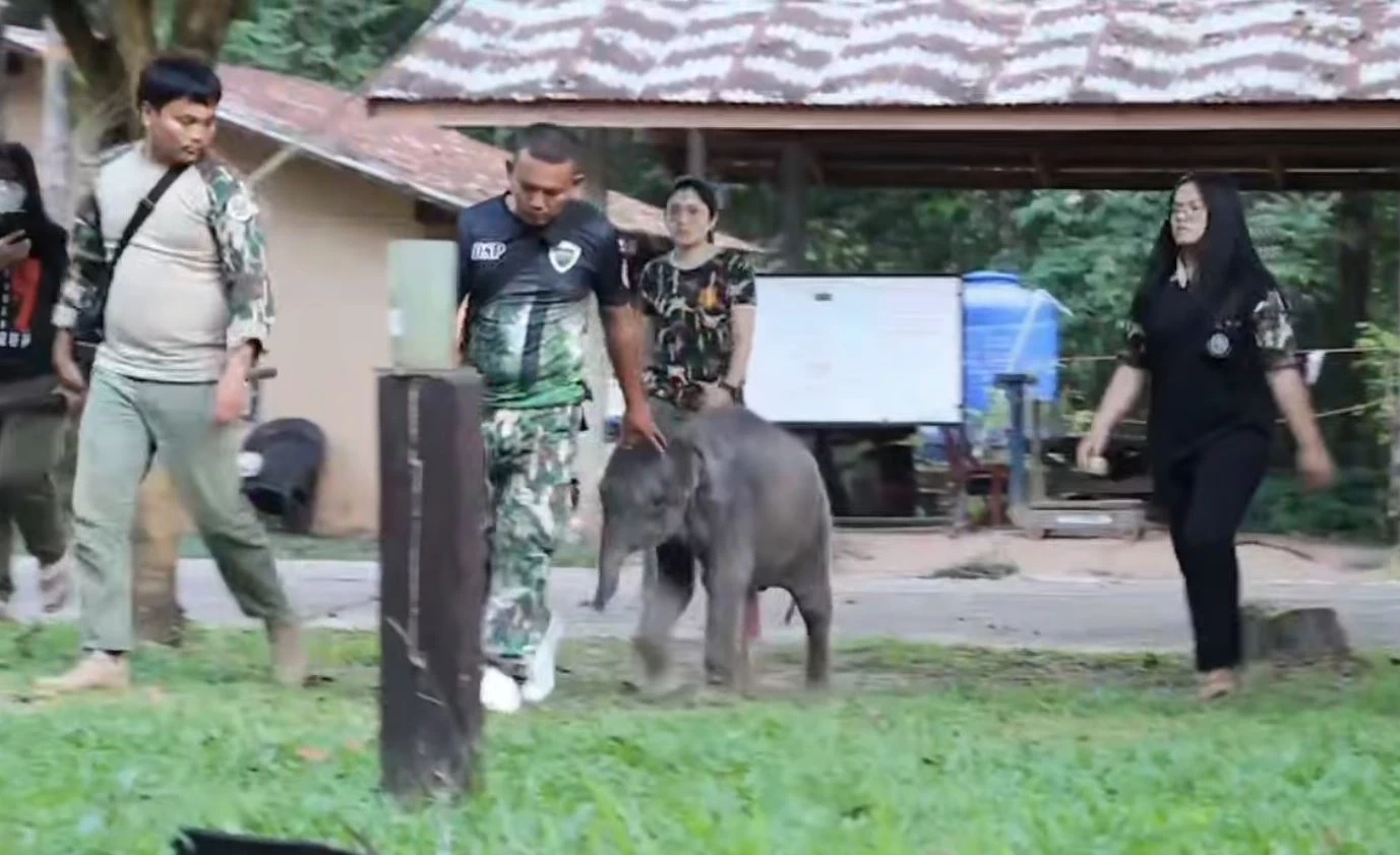 "น้องกันยา" ลูกช้างป่าพลัดหลง ถึงฟาร์มช้างเชียงใหม่ โดยสวัสดิภาพ