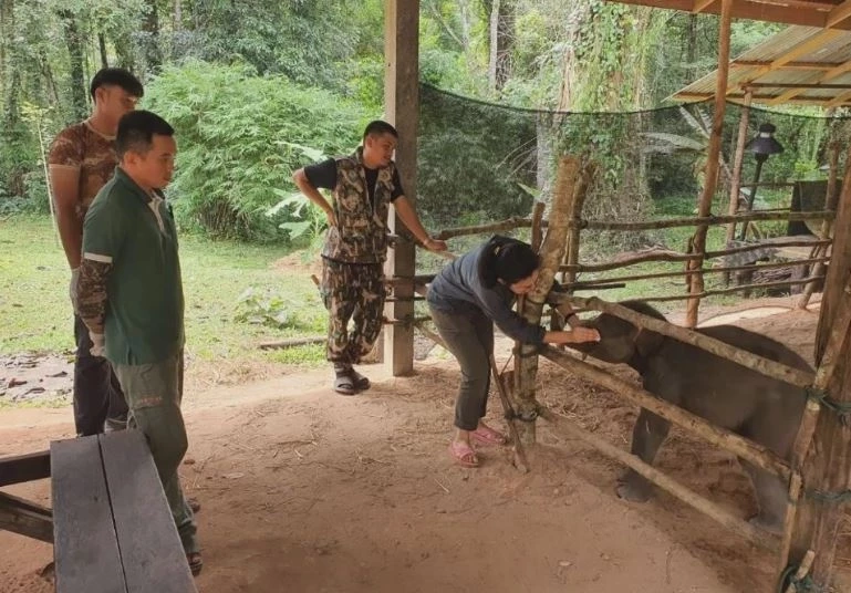 สรุปเส้นทาง "น้องกันยา" ลูกช้างหลงโขลง สู่ครอบครัวใหม่ กับสถานการณ์ช้างป่าในไทย