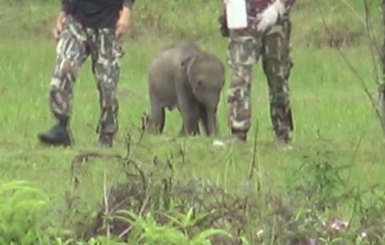 สรุปเส้นทาง "น้องกันยา" ลูกช้างหลงโขลง สู่ครอบครัวใหม่ กับสถานการณ์ช้างป่าในไทย