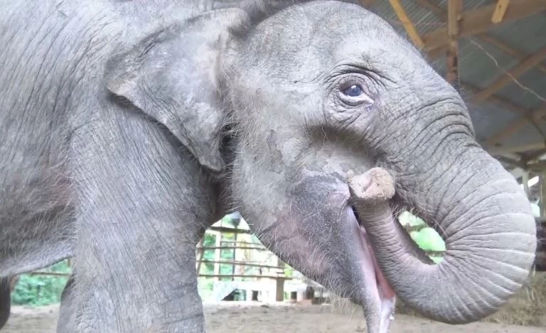 สรุปเส้นทาง "น้องกันยา" ลูกช้างหลงโขลง สู่ครอบครัวใหม่ กับสถานการณ์ช้างป่าในไทย