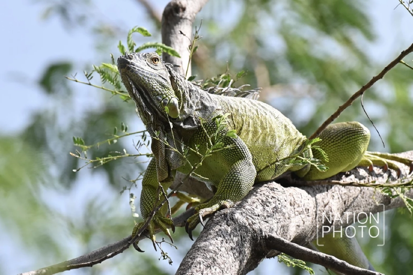 เอาจริง! ประกาศห้ามนำเข้า &quot;อีกัวน่า&quot; ทุกชนิด หลังพบแพร่พันธุ์หนัก