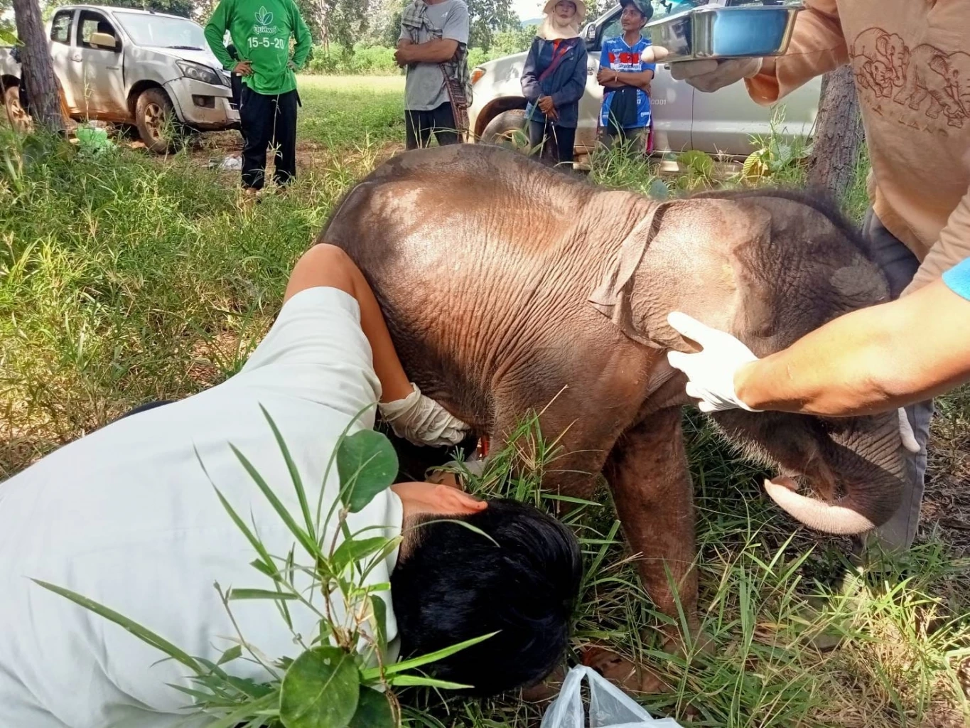 อัปเดต "ลูกช้างป่าทับลาน" เจ็บขาหลัง เตรียมย้ายไปหน่วยพิทักษ์ฯ ตลิ่งชัน