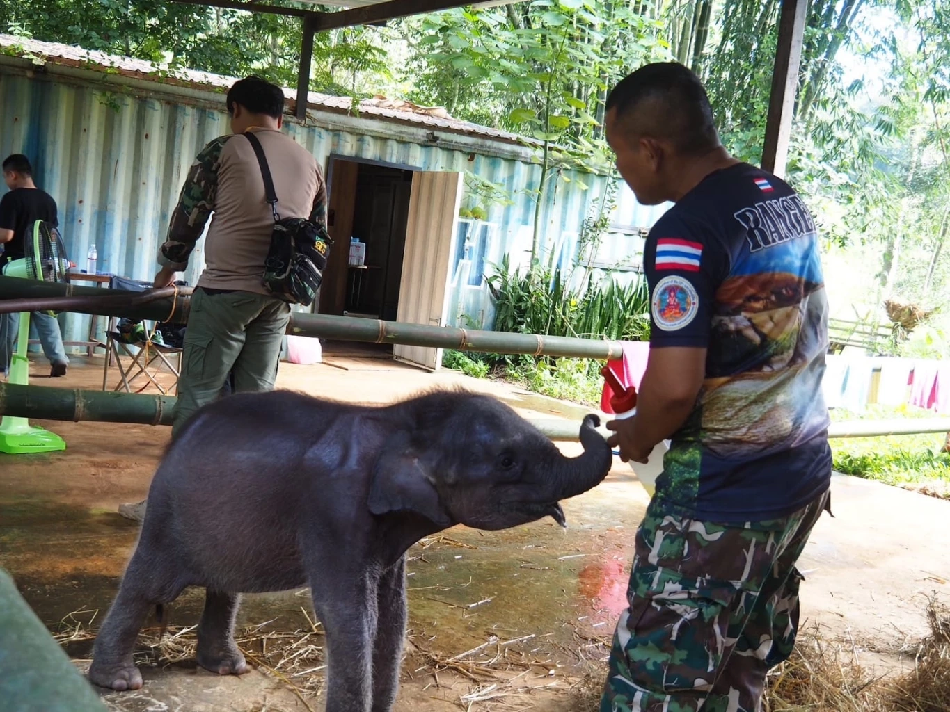 &quot;น้องกันยา&quot; ลูกช้างป่าพลัดหลง