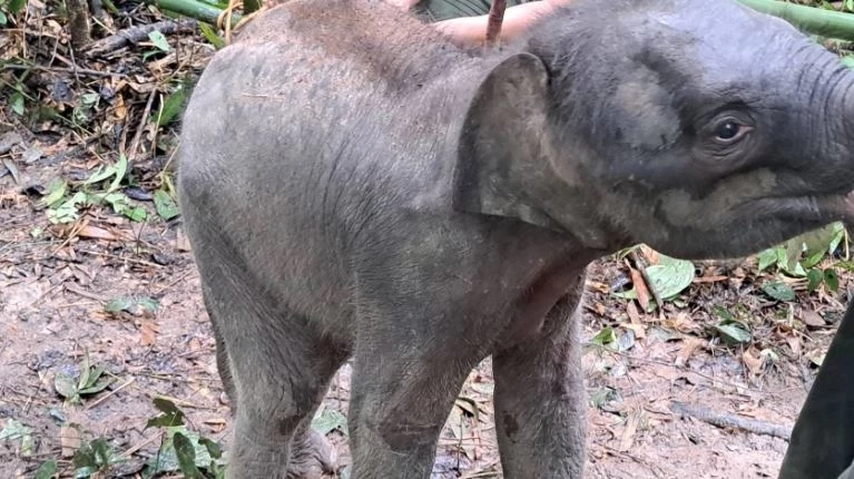 สรุปเส้นทาง "น้องกันยา" ลูกช้างหลงโขลง สู่ครอบครัวใหม่ กับสถานการณ์ช้างป่าในไทย