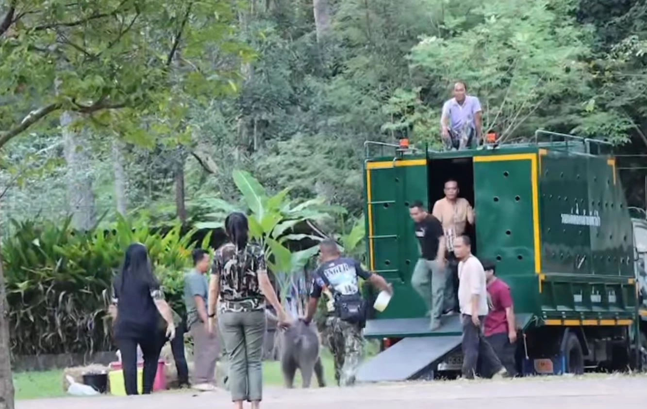 "น้องกันยา" ลูกช้างป่าพลัดหลง ถึงฟาร์มช้างเชียงใหม่ โดยสวัสดิภาพ