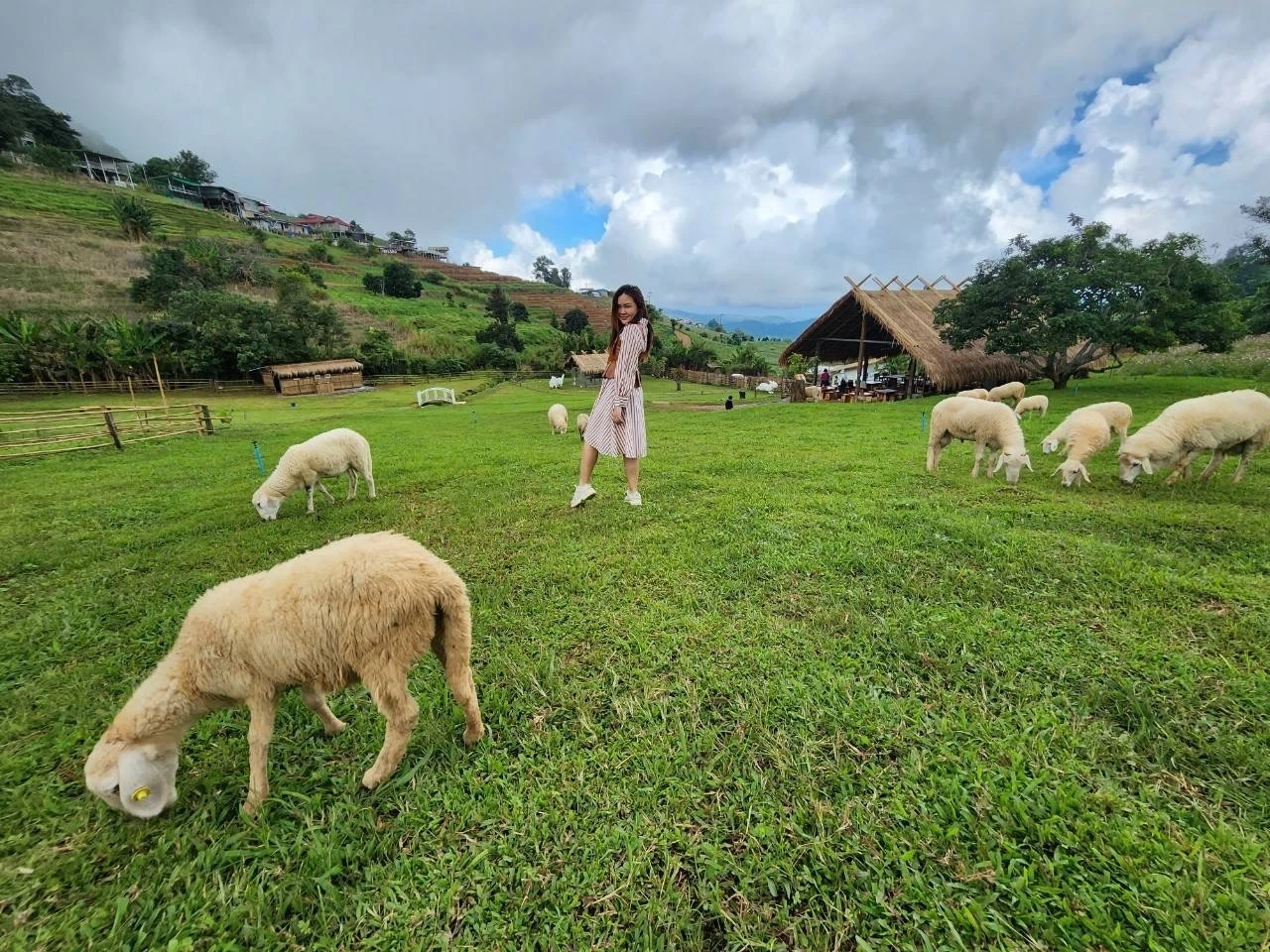 นทท.แห่สัมผัสอากาศหนาวเย็น ชมทุ่งดอกไม้เมืองหนาว ฟาร์มแกะ บนดอยม่อนแจ่ม