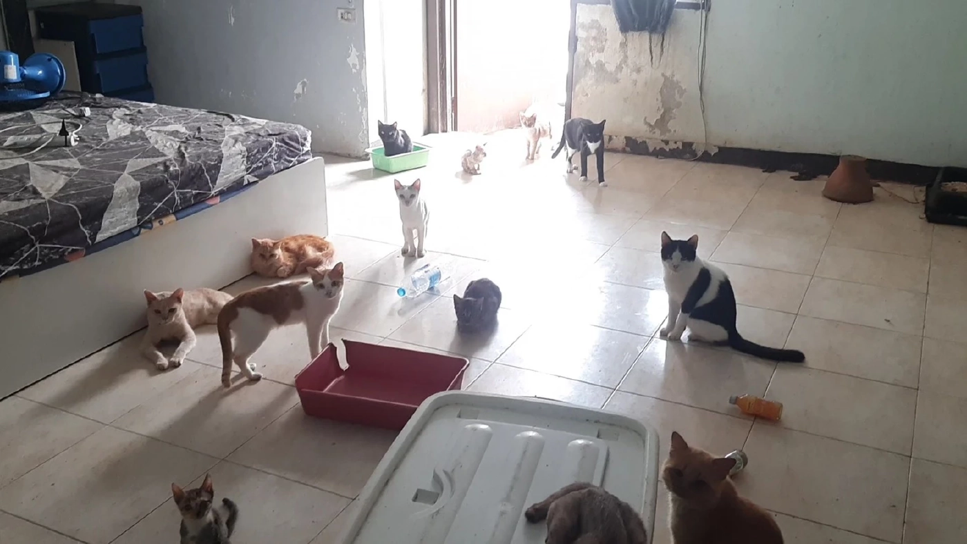 ผงะ! เจอแมว 30 ตัว สภาพหิวโซ ถูกทิ้งในห้องพักคอนโด ติดต่อเจ้าของไม่ได้