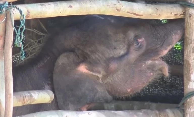 สรุปเส้นทาง "น้องกันยา" ลูกช้างหลงโขลง สู่ครอบครัวใหม่ กับสถานการณ์ช้างป่าในไทย