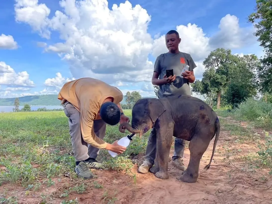 พบลูกช้างพลัดหลง สภาพอิดโรย ใกล้อุทยานฯ ทับลาน สัตวแพทย์เข้าดูแลใกล้ชิด