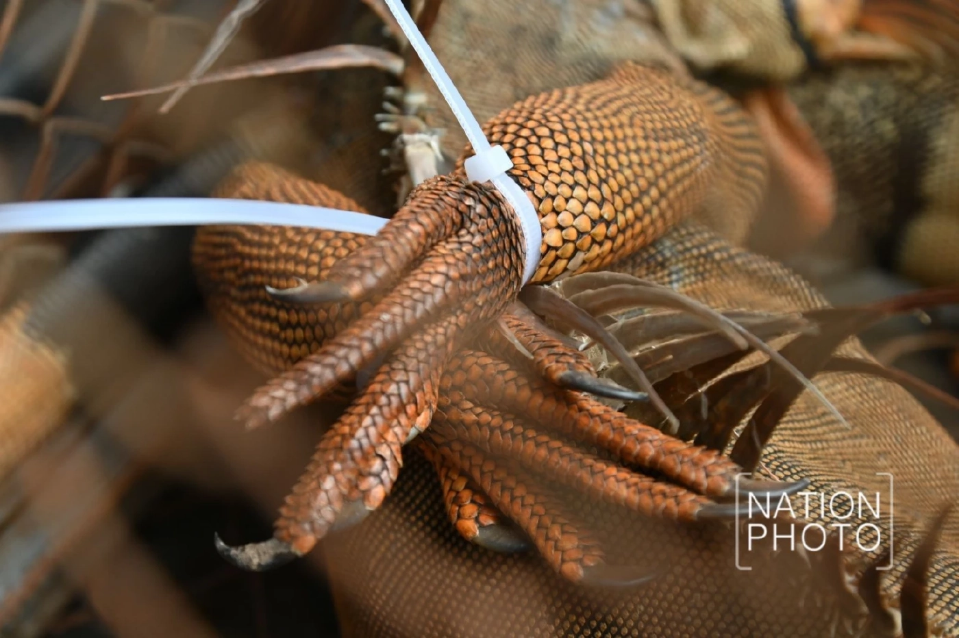 เอาจริง! ประกาศห้ามนำเข้า &quot;อีกัวน่า&quot; ทุกชนิด หลังพบแพร่พันธุ์หนัก