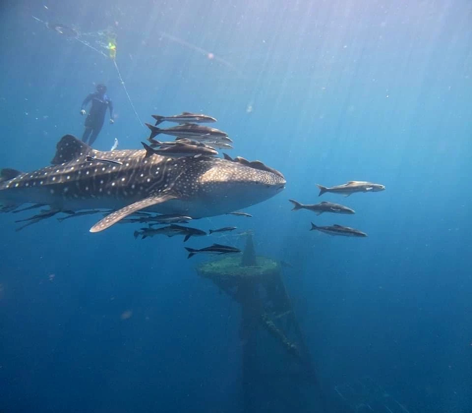 ภาพโดย BB divers Koh Chang 