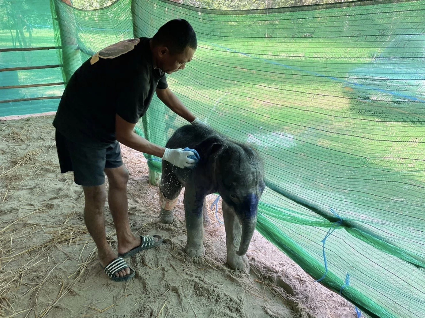 &quot;พลายเดือน&quot; ลูกช้างป่าพลัดหลง