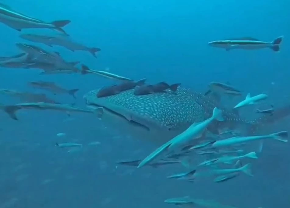 ภาพโดย BB divers Koh Chang 