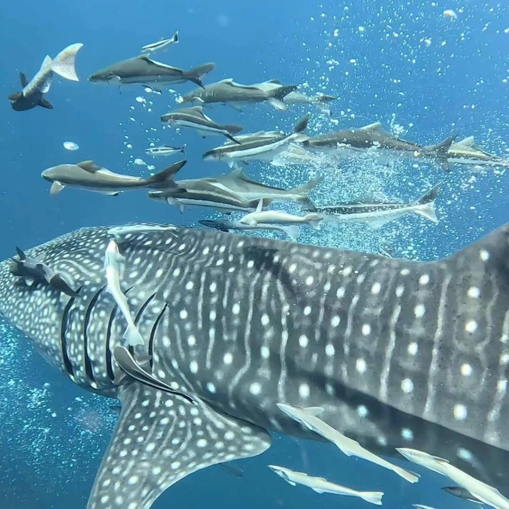 ภาพโดย BB divers Koh Chang 