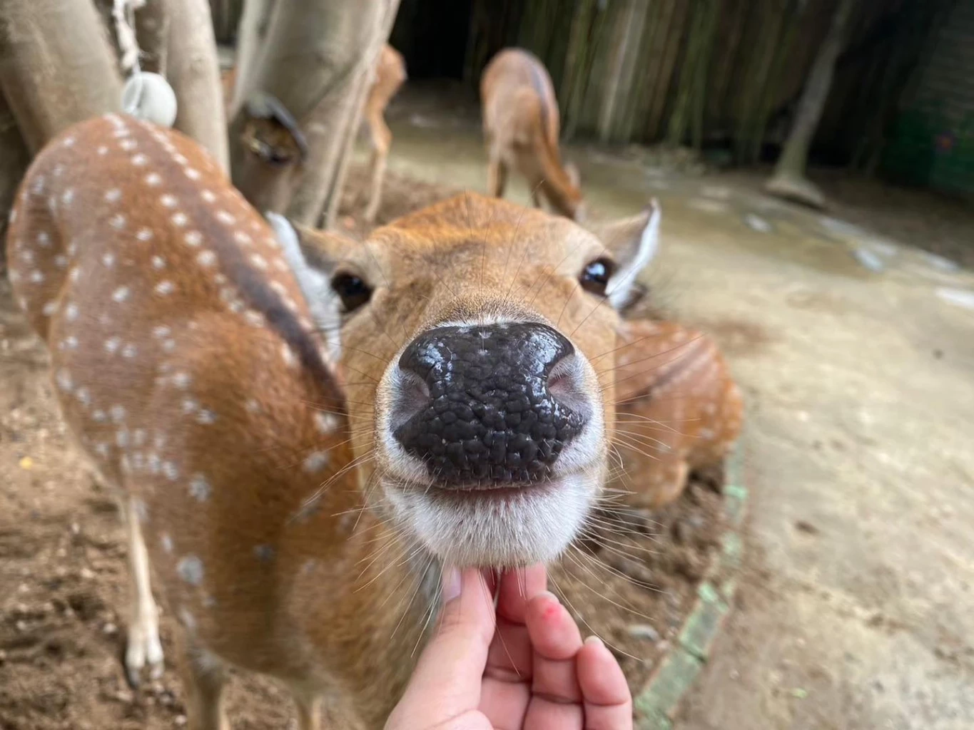 จูงมือกันเที่ยวรับลมหนาวเคล้าเสียงเพลง Season of Love Song  @เวเนโต้ สวนผึ้ง