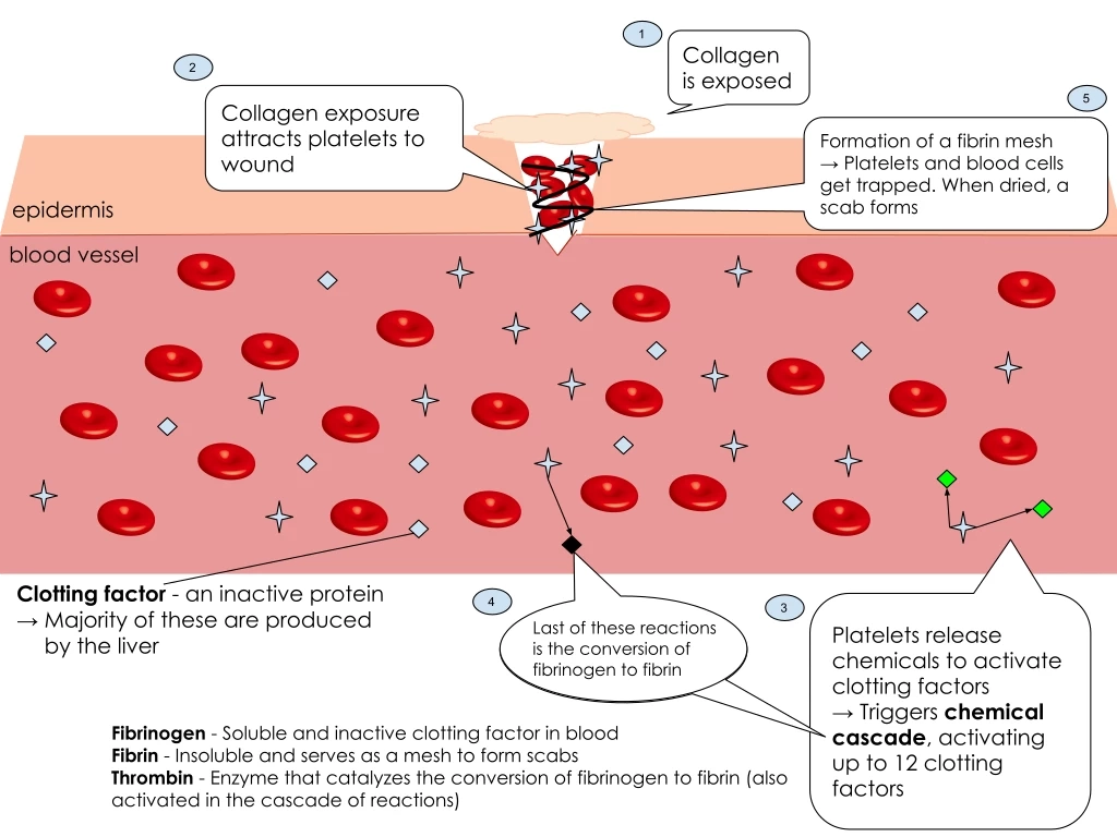 กระบวนการแข็งตัวของเลือด