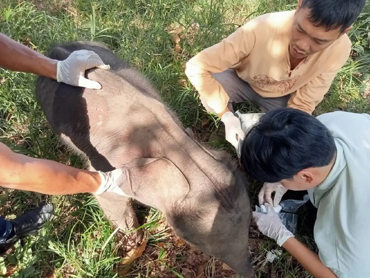 พบลูกช้างพลัดหลง สภาพอิดโรย ใกล้อุทยานฯ ทับลาน สัตวแพทย์เข้าดูแลใกล้ชิด