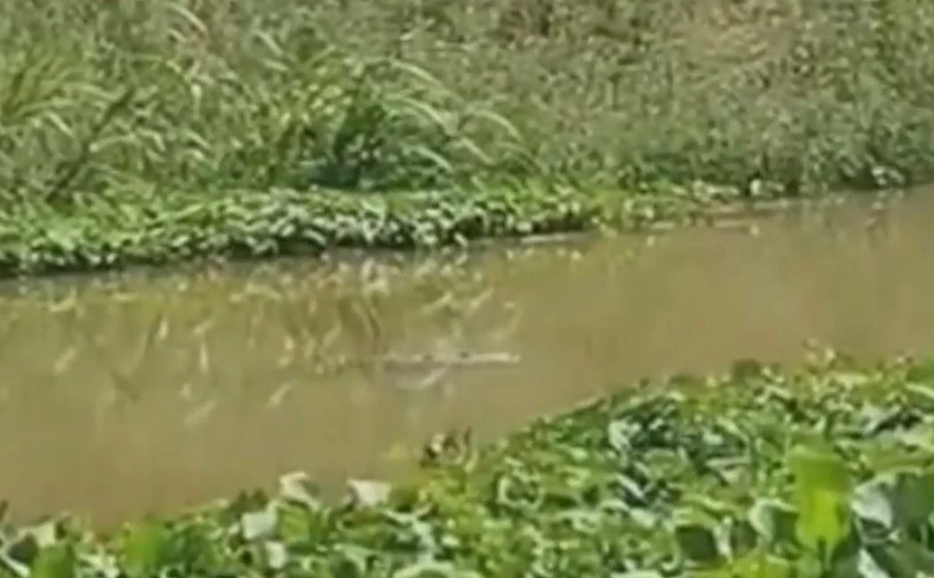 ชาวบ้านผวา สัตว์ขนาดใหญ่โผล่กลางคลอง คาดเป็นจระเข้ วอน จนท.ช่วยตรวจสอบ