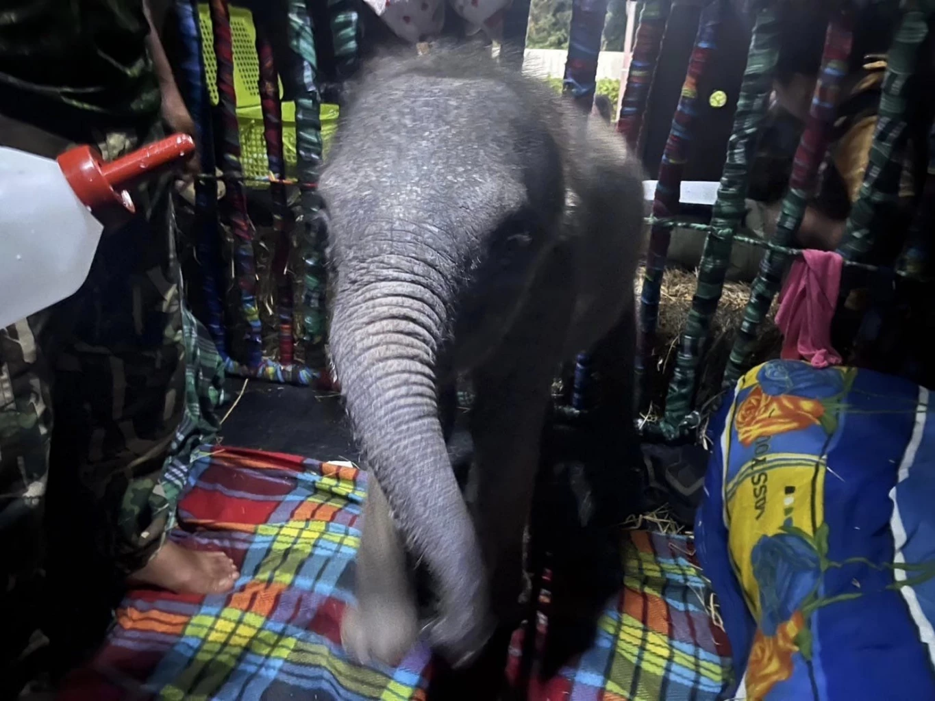 "น้องกันยา" ลูกช้างป่าพลัดหลง ถึงฟาร์มช้างเชียงใหม่ โดยสวัสดิภาพ