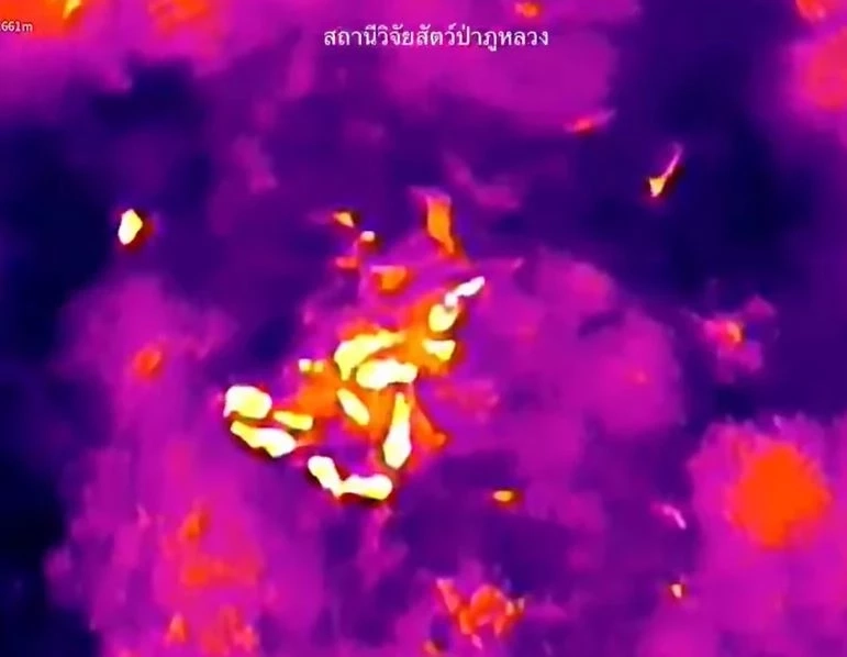 สรุปเส้นทาง "น้องกันยา" ลูกช้างหลงโขลง สู่ครอบครัวใหม่ กับสถานการณ์ช้างป่าในไทย