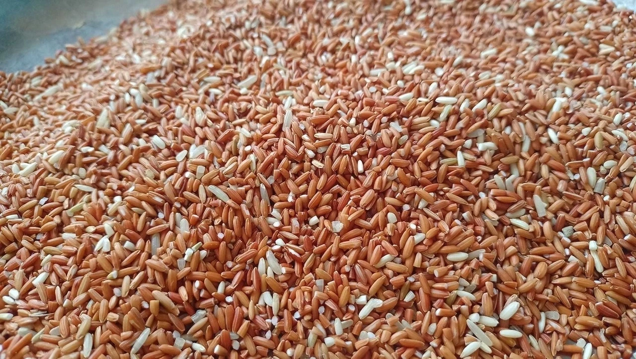 พาณิชย์ตีทะเบียน "ข้าวเบายอดม่วงตรัง" เป็นสินค้าจีไอ