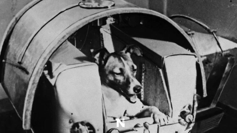 3 พ.ย. รำลึก "ไลก้า" สุนัขตัวแรกถูกส่งขึ้นสู่อวกาศ กับภารกิจโคจรรอบโลก