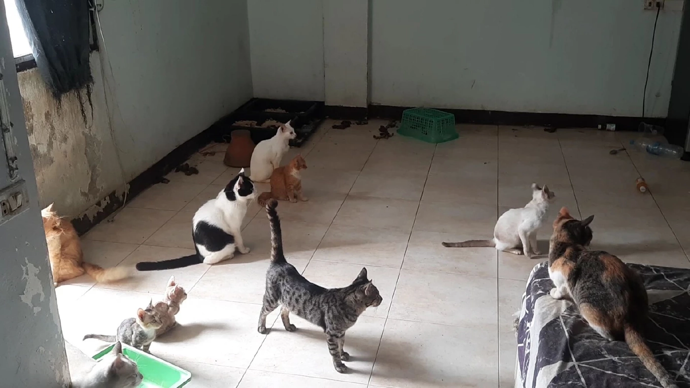 ผงะ! เจอแมว 30 ตัว สภาพหิวโซ ถูกทิ้งในห้องพักคอนโด ติดต่อเจ้าของไม่ได้