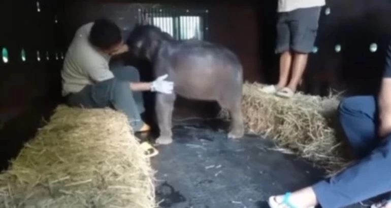 สรุปเส้นทาง "น้องกันยา" ลูกช้างหลงโขลง สู่ครอบครัวใหม่ กับสถานการณ์ช้างป่าในไทย