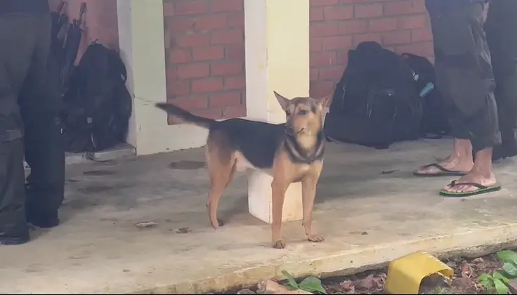 "เจ้าหมี" สุนัขที่เห่าช่วย เสี่ยแป้ง หลบหนีการจับกุมบนเทือกเขาบรรทัด