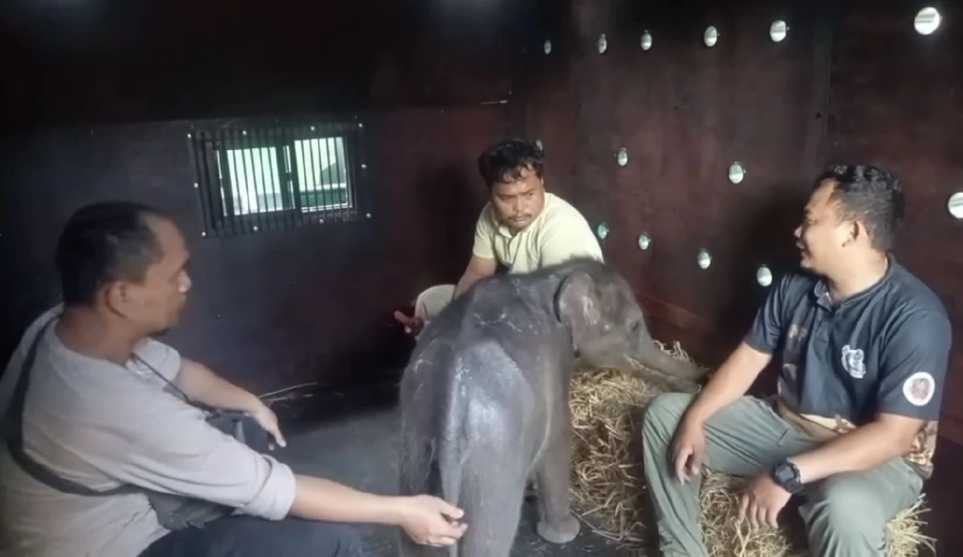 "น้องกันยา" เตรียมเดินทางไกล 800 กิโลเมตร ไปหาครอบครัวใหม่ 9 พ.ย. นี้