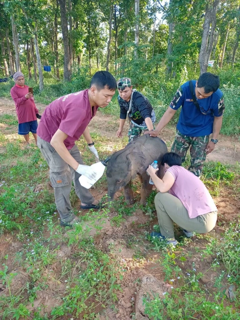 อัปเดต "ลูกช้างป่าทับลาน" เจ็บขาหลัง เตรียมย้ายไปหน่วยพิทักษ์ฯ ตลิ่งชัน