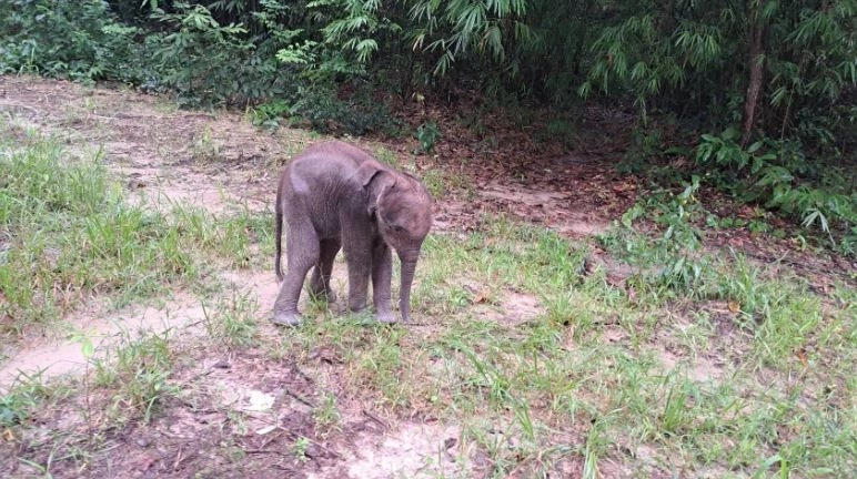 สรุปเส้นทาง "น้องกันยา" ลูกช้างหลงโขลง สู่ครอบครัวใหม่ กับสถานการณ์ช้างป่าในไทย