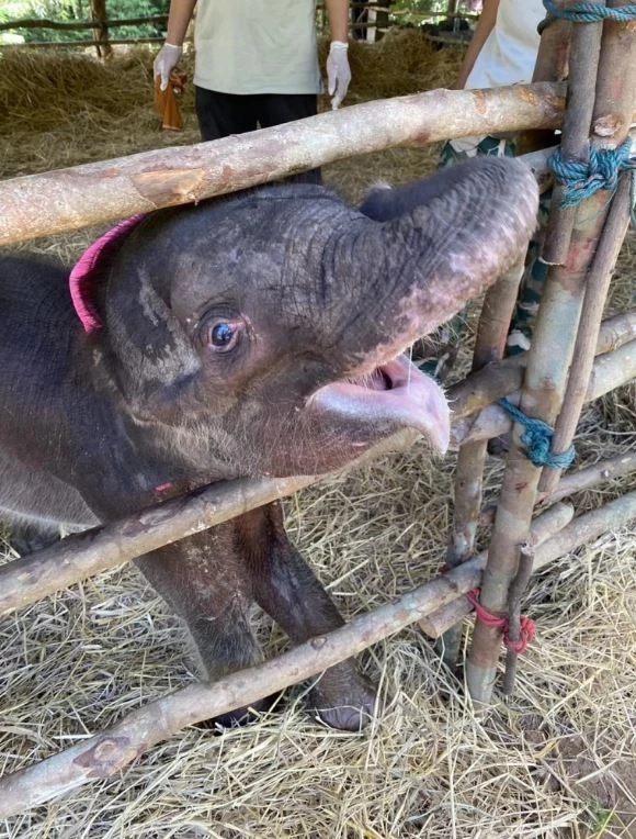 สรุปเส้นทาง "น้องกันยา" ลูกช้างหลงโขลง สู่ครอบครัวใหม่ กับสถานการณ์ช้างป่าในไทย