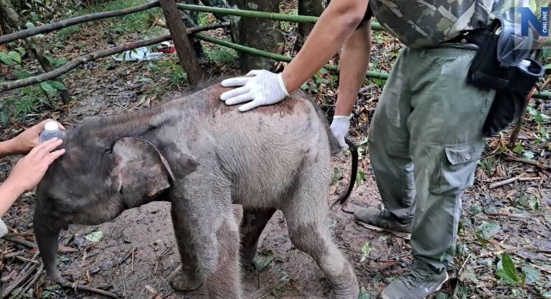 สรุปเส้นทาง "น้องกันยา" ลูกช้างหลงโขลง สู่ครอบครัวใหม่ กับสถานการณ์ช้างป่าในไทย