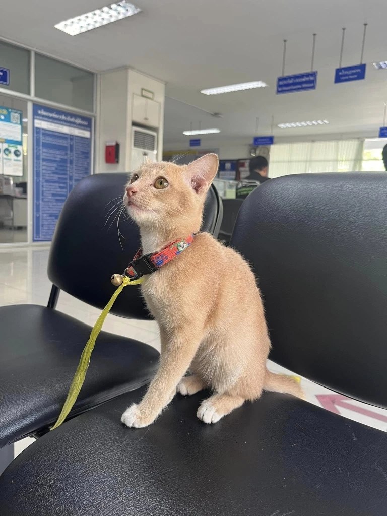 "แมวส้ม" พลัดหลง บริเวณ สน.บางรัก ใครเป็นเจ้าของมารับน้องกลับบ้านด้วย