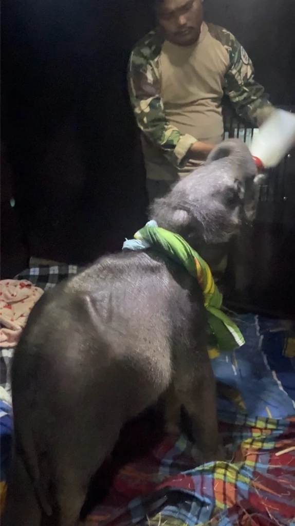 "น้องกันยา" ลูกช้างป่าพลัดหลง ถึงฟาร์มช้างเชียงใหม่ โดยสวัสดิภาพ